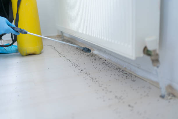 Best Pest Removal Services  in Hildale, UT